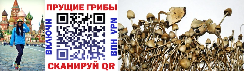 купить  сайты  Буй  Галлюциногенные грибы прущие грибы 
